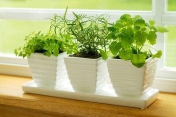 Windowsill Garden - Herbs